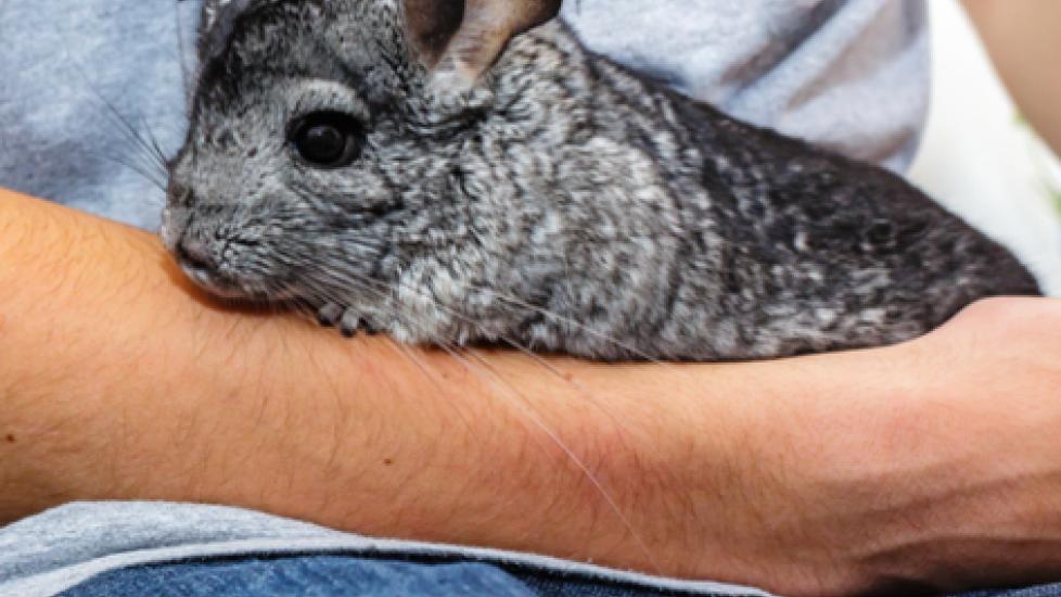 51 Common Diseases That Affect Chinchillas PetMD